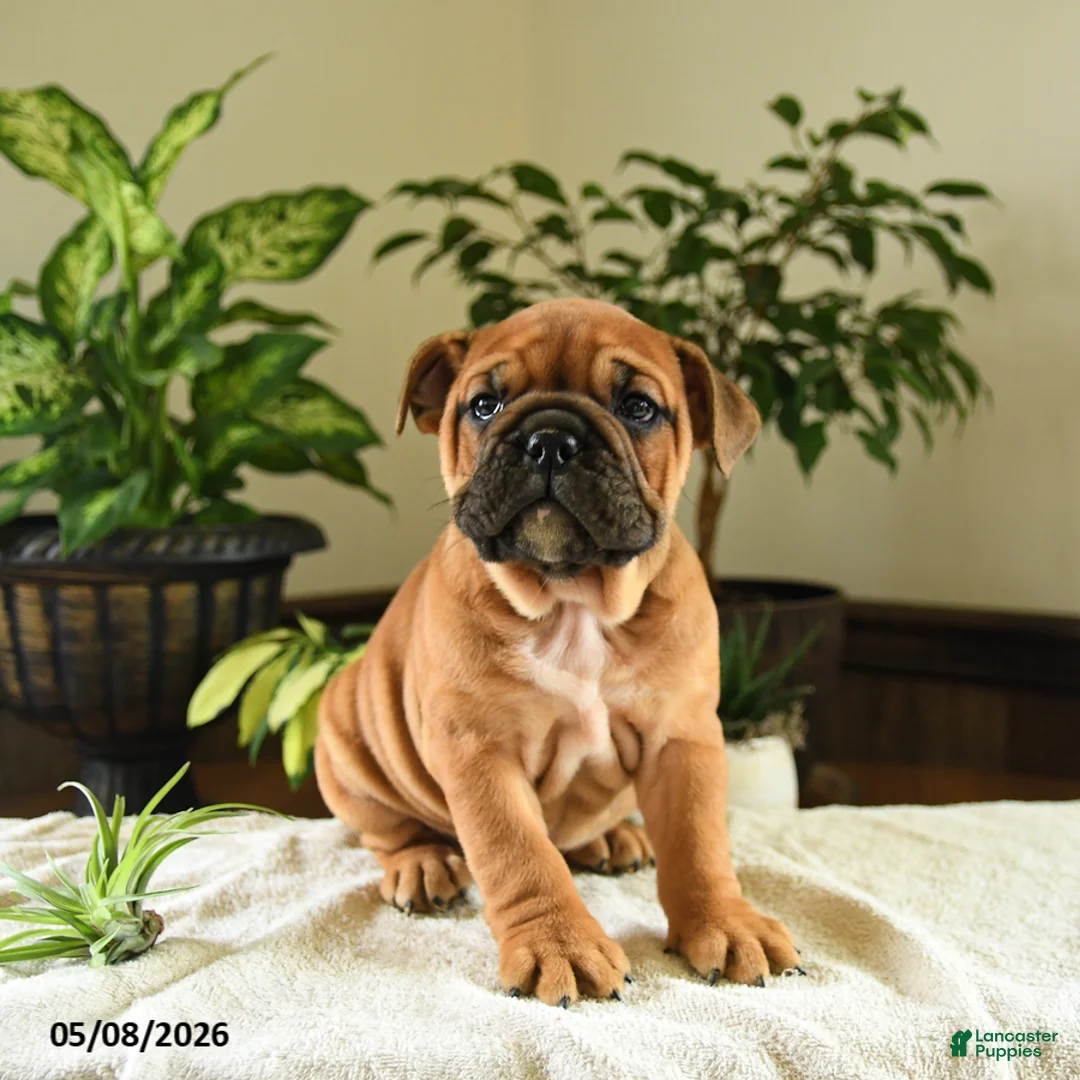 English Bulldog dogs for sale: Eleanor - Ad 3