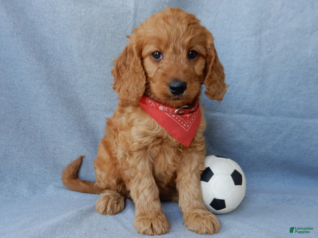 Goldendoodle dogs for sale: Logan-MEDIUM - Ad 5
