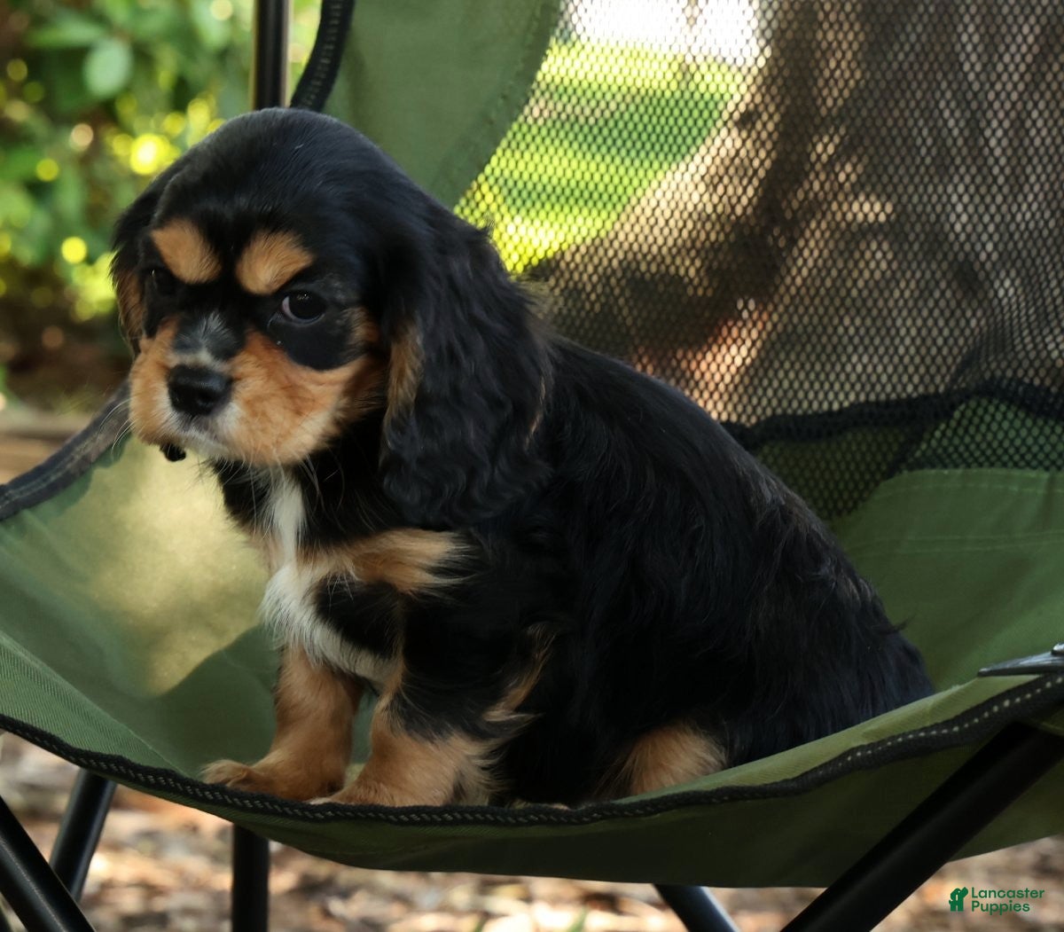 Cavalier King Charles Spaniel dogs for sale: Corey - Ad 9