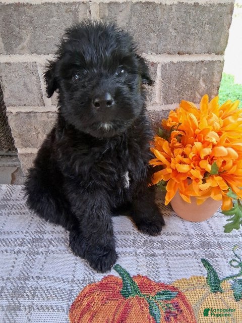 Bouvier Des Flandres dogs Bouvier Des Flandres Boy 1 - Ad 1