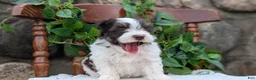 Havanese dogs for sale: Niles - Ad 4