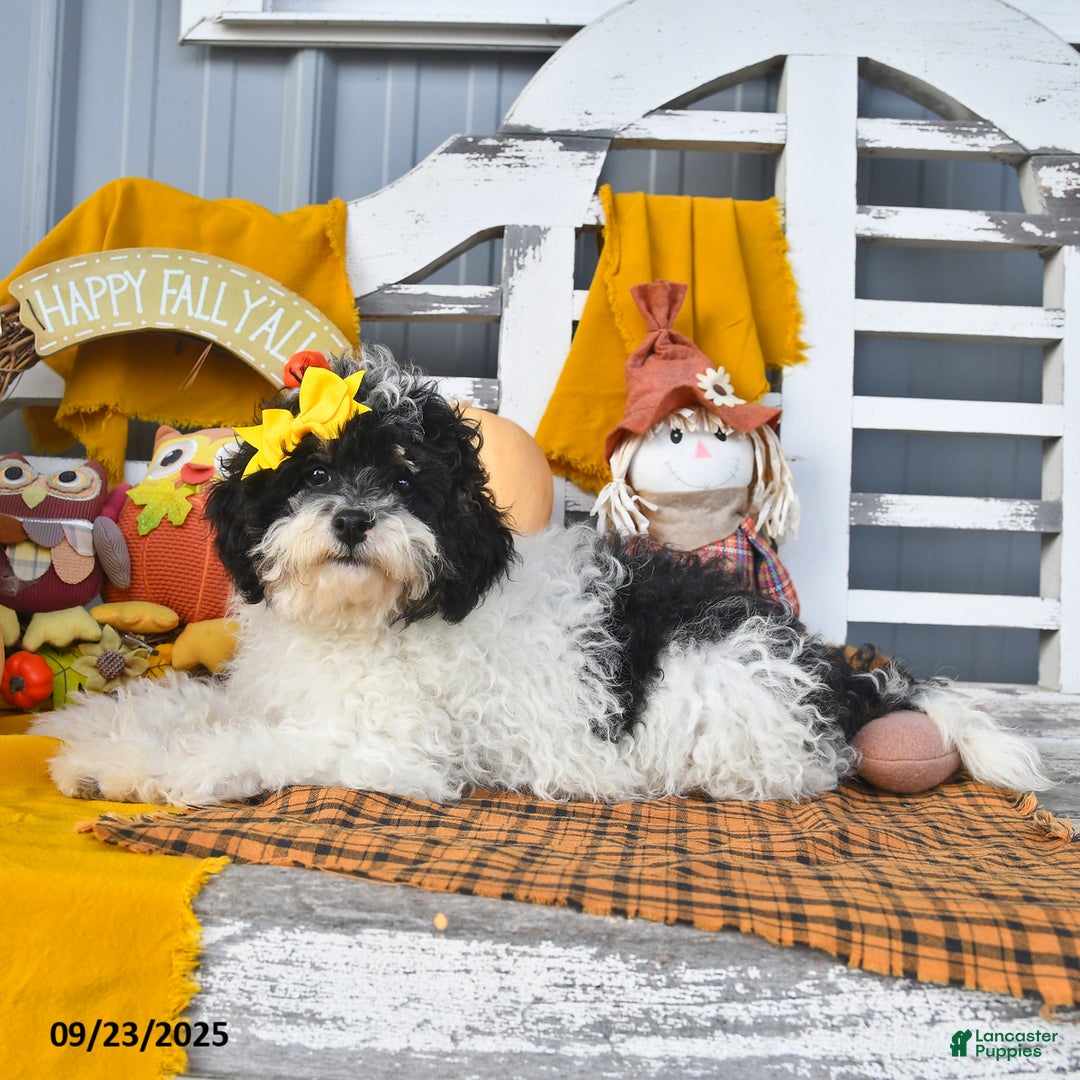 Lhasapoo dogs for sale: Oreo - Ad 4