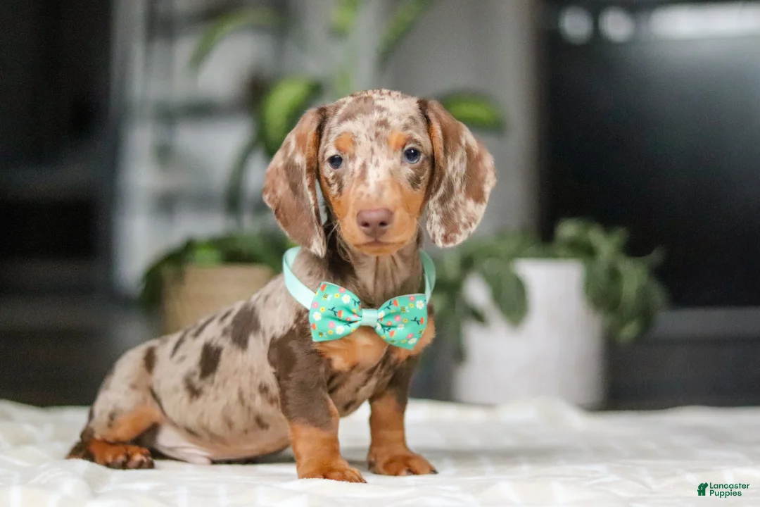 Dachshund dogs for sale: Jackson  - Ad 1