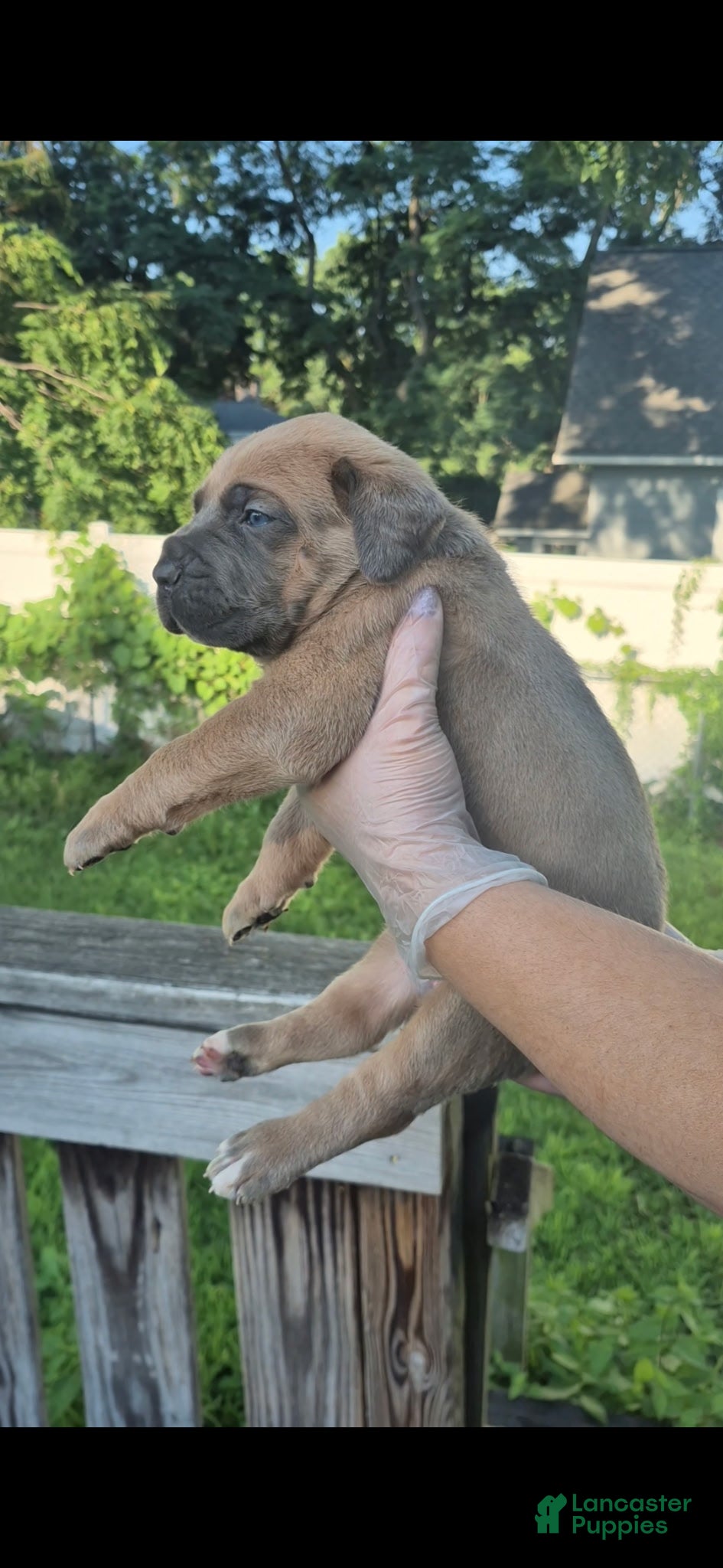 Cane Corso dogs Cane Corso 3 - Ad 1