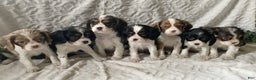 Cavalier King Charles Spaniel dogs for sale: Gizmo-Black tricolor - Ad 6