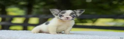 French Bulldog dogs for sale: Kelly - Ad 5