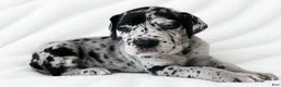 Great Dane dogs for sale: Sibley  - Ad 2