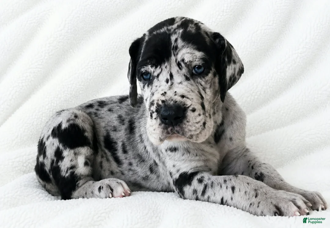 Great Dane dogs for sale: Sibley  - Ad 2