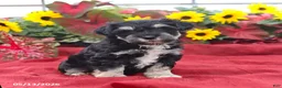 Miniature Schnauzer dogs for sale: Grady - Ad 4