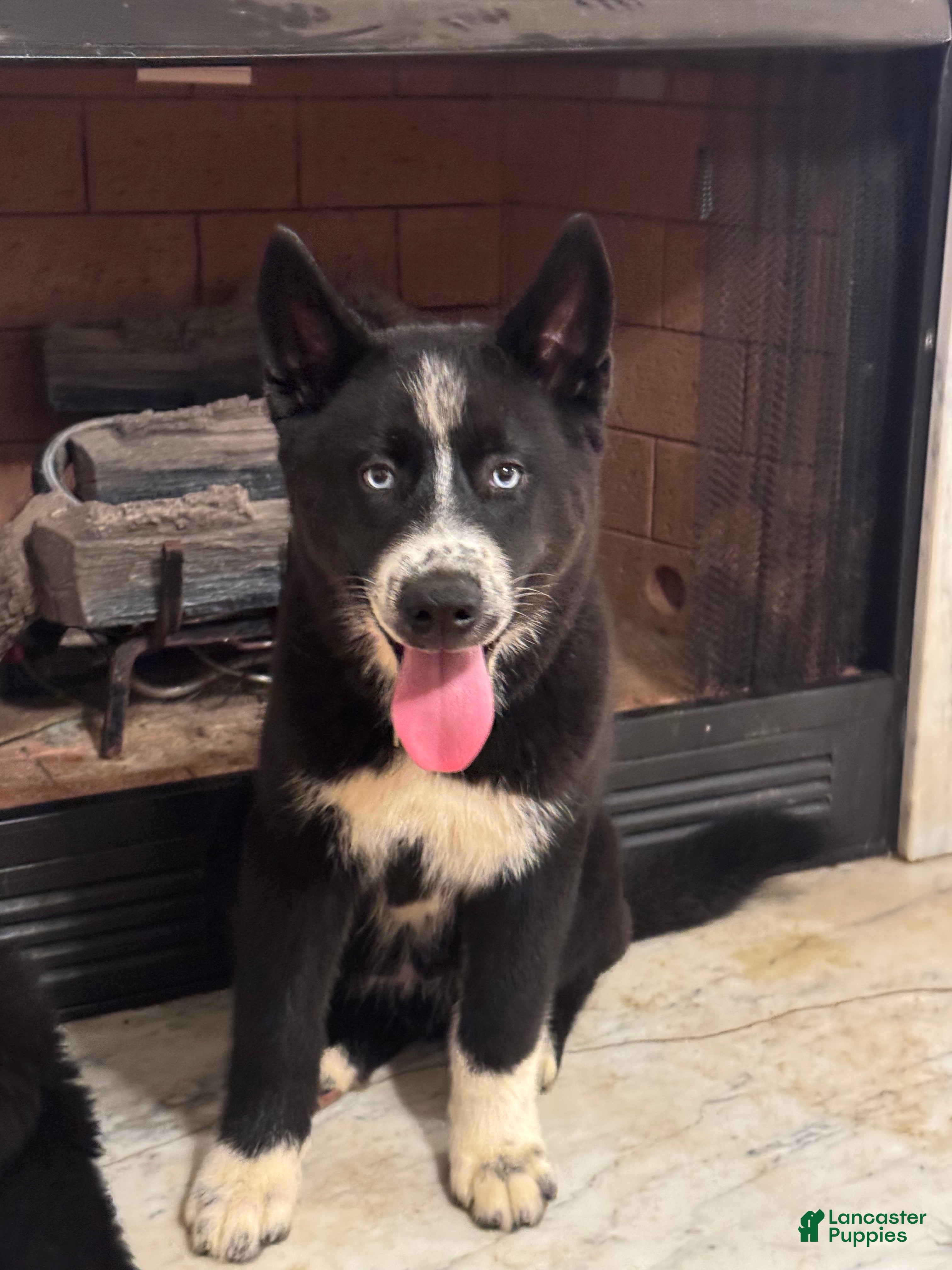 Siberian Husky dogs Giblet - Ad 1