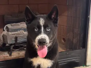 Siberian Husky dogs for sale: Giblet - Ad 1