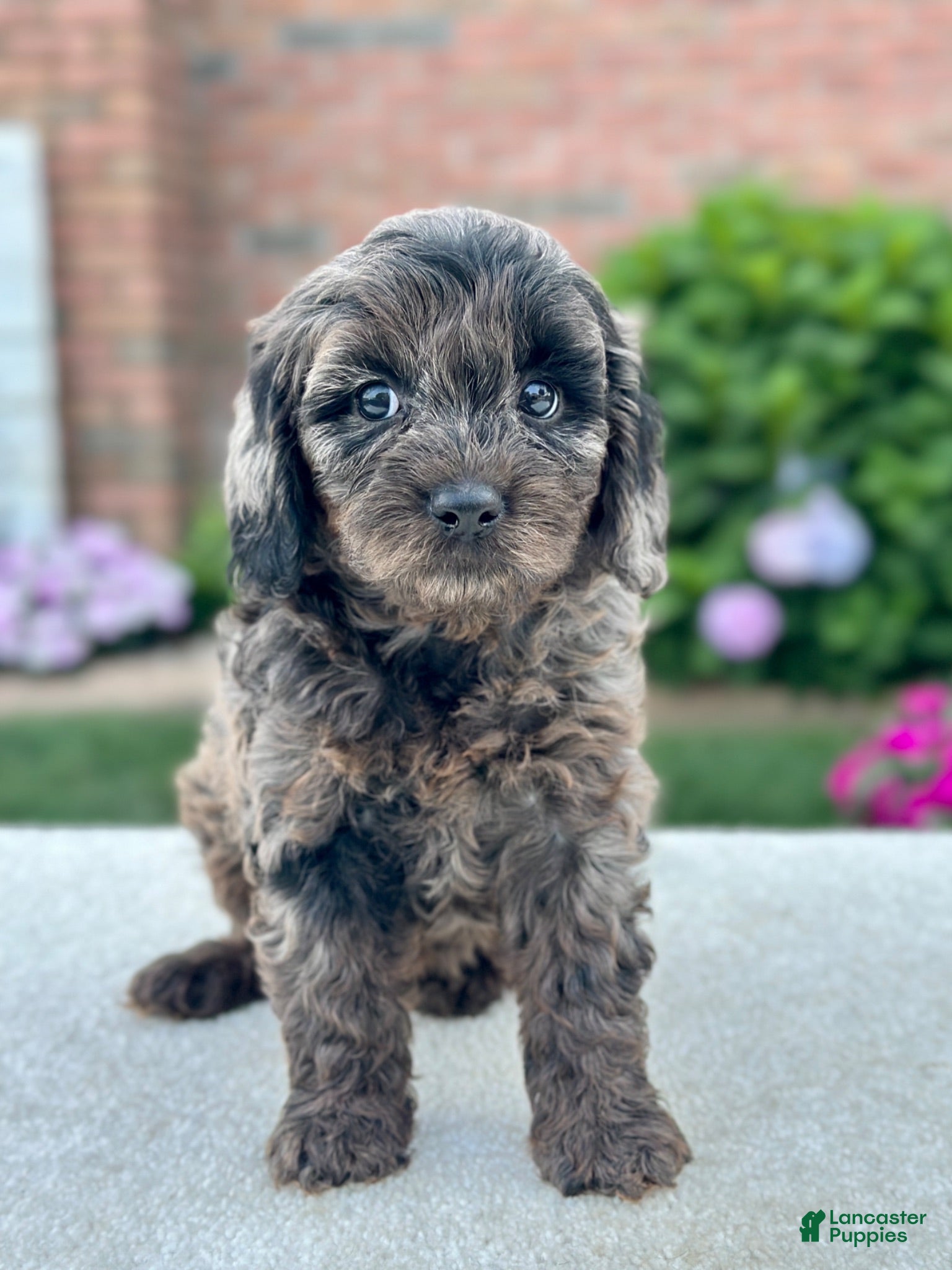 Cavapoo dogs Phoebe 104874 - Ad 2