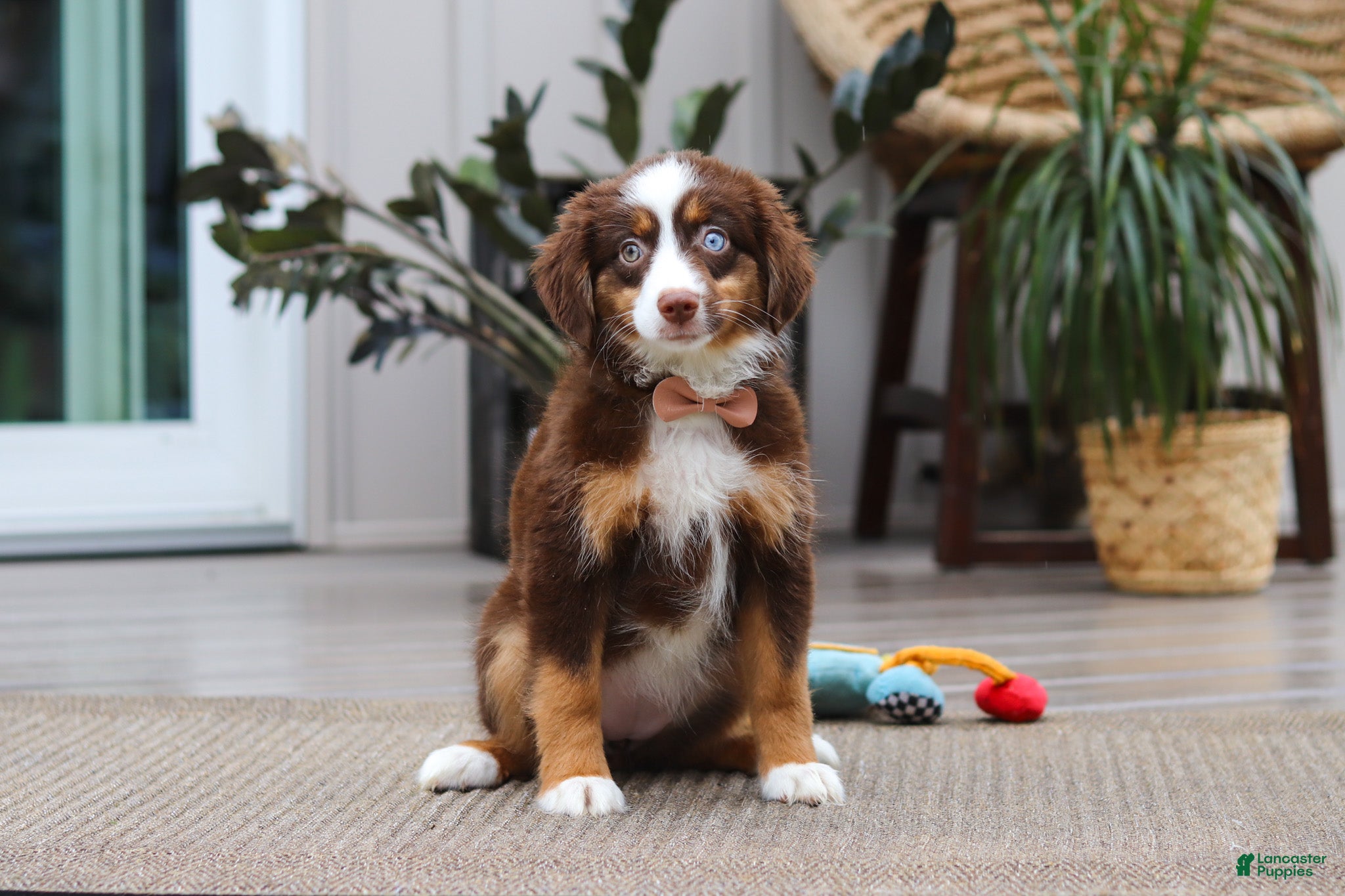 Australian Shepherd dogs Willow - Ad 1