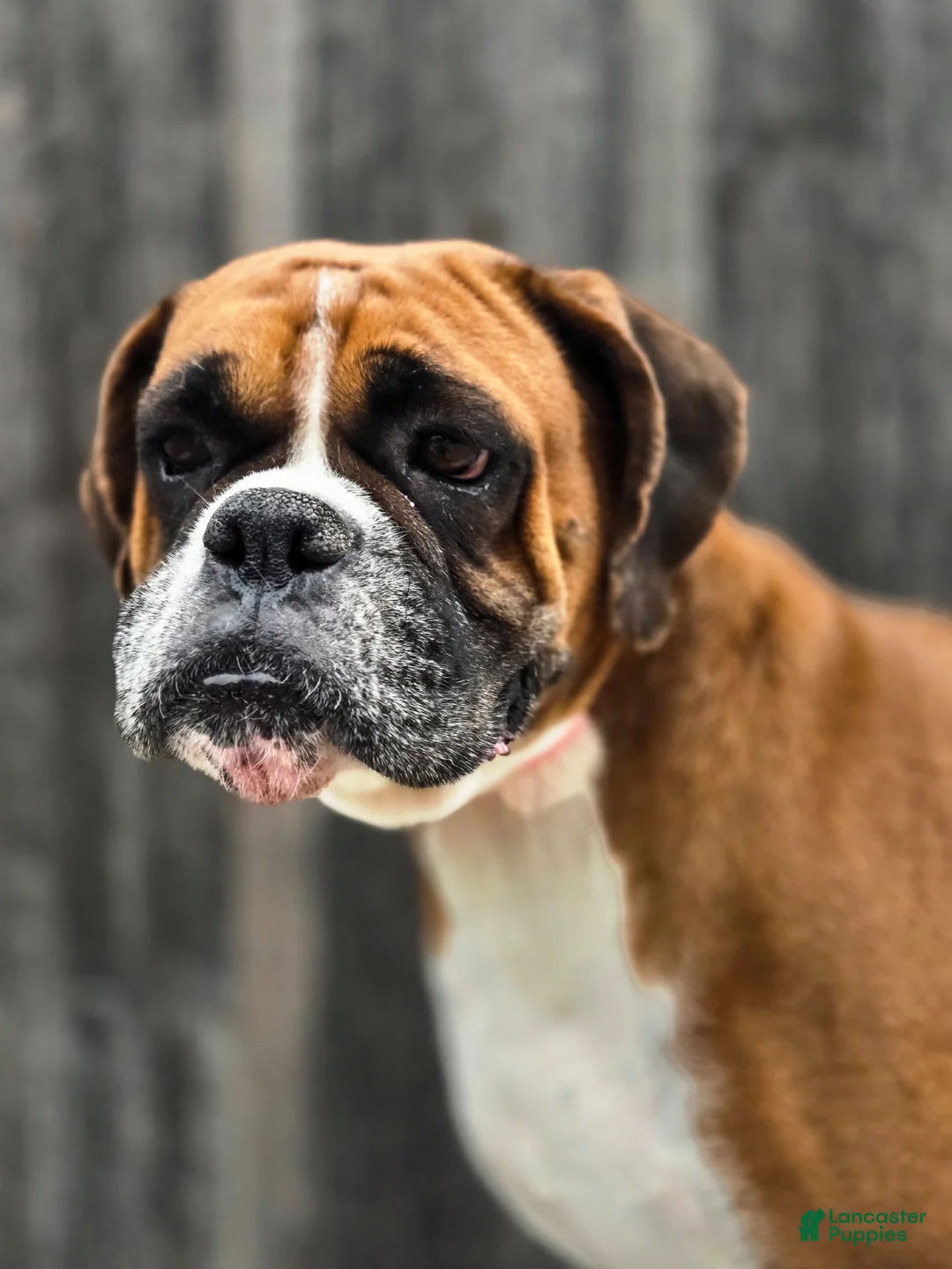 Boxer dogs for sale: Boxer Puppy 1 - Ad 2