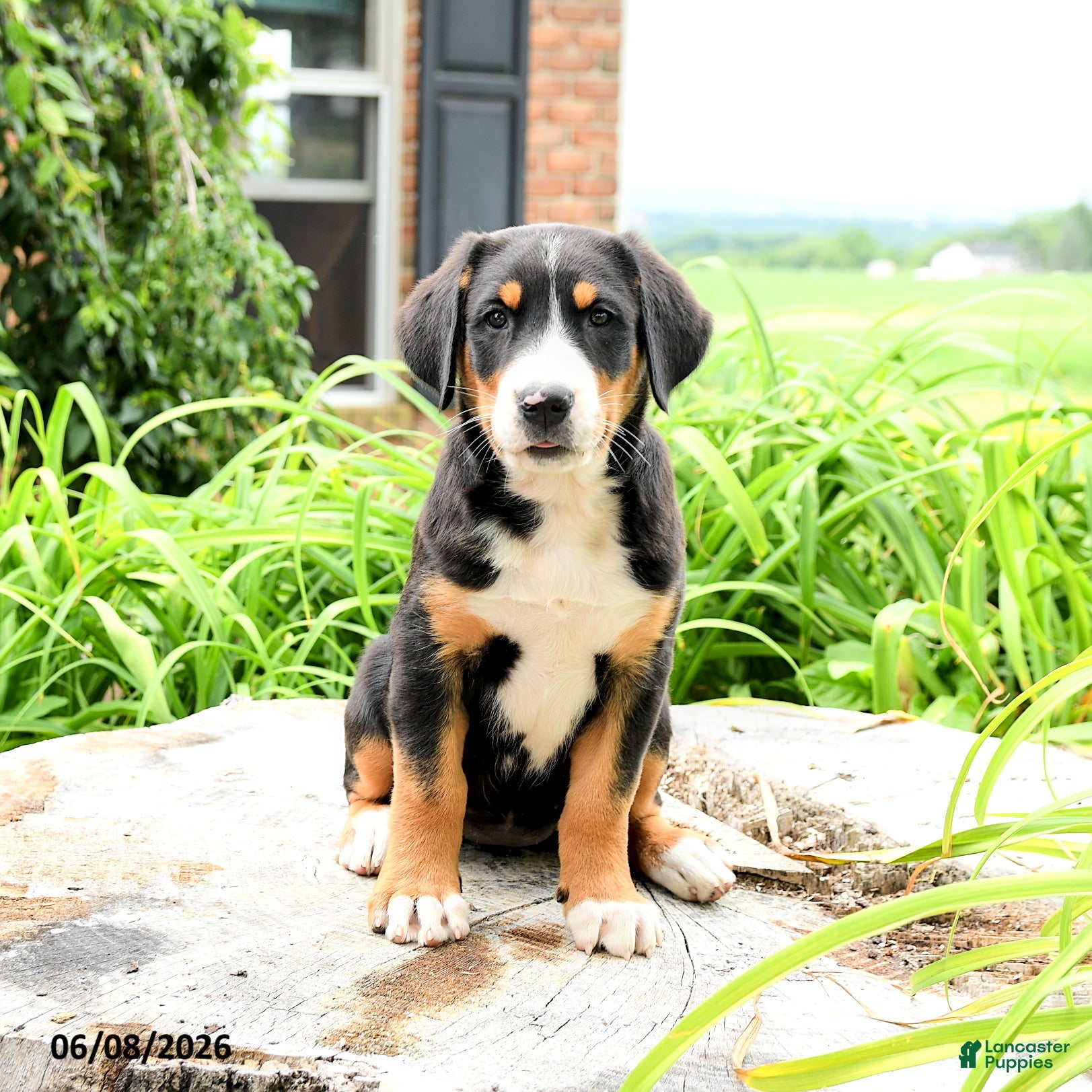 Greater Swiss Mountain Dog dogs Trudi - Ad 2