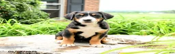 Greater Swiss Mountain Dog dogs for sale: Trudi - Ad 2