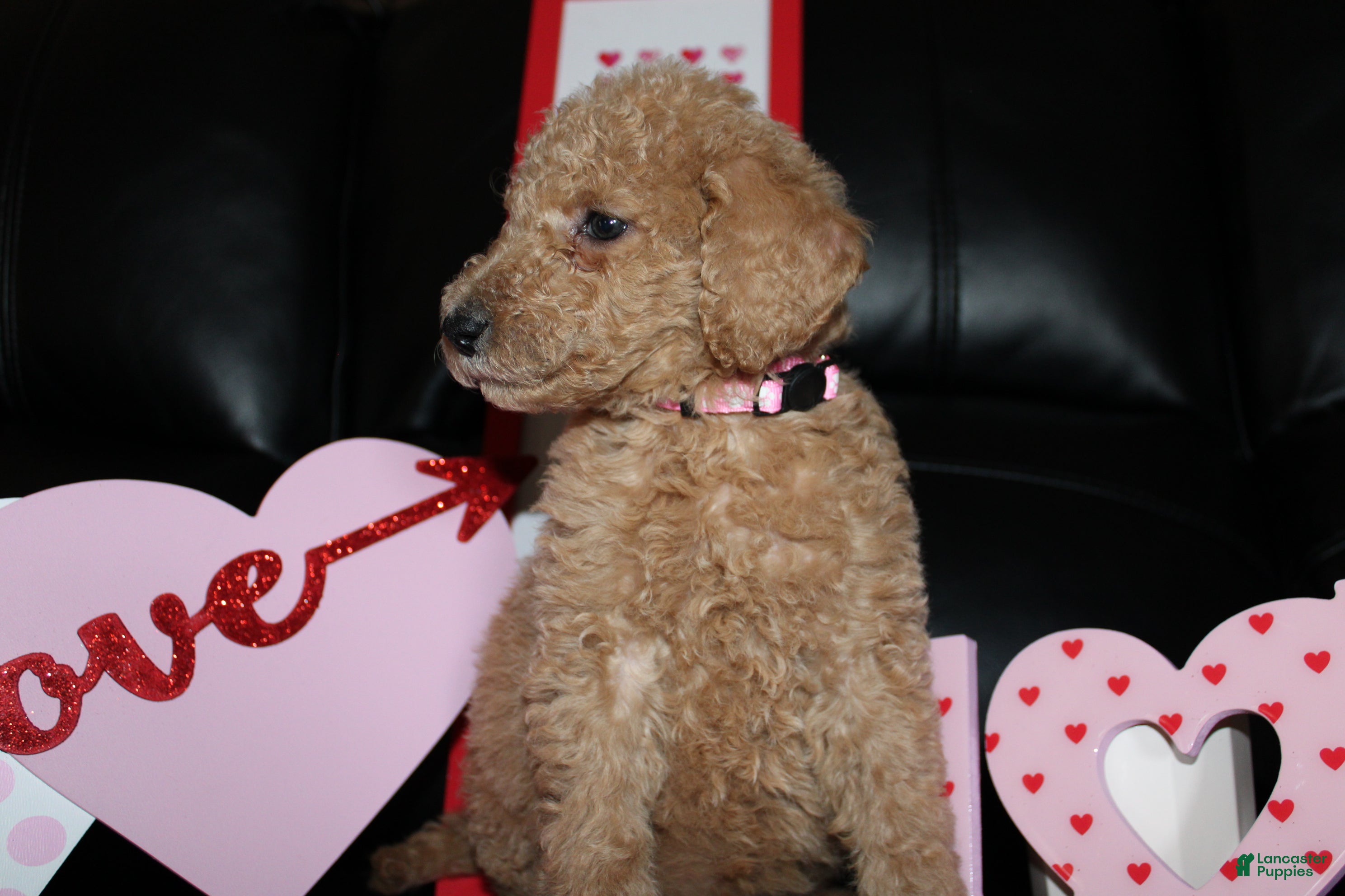 Standard Poodle dogs Rose - Ad 5