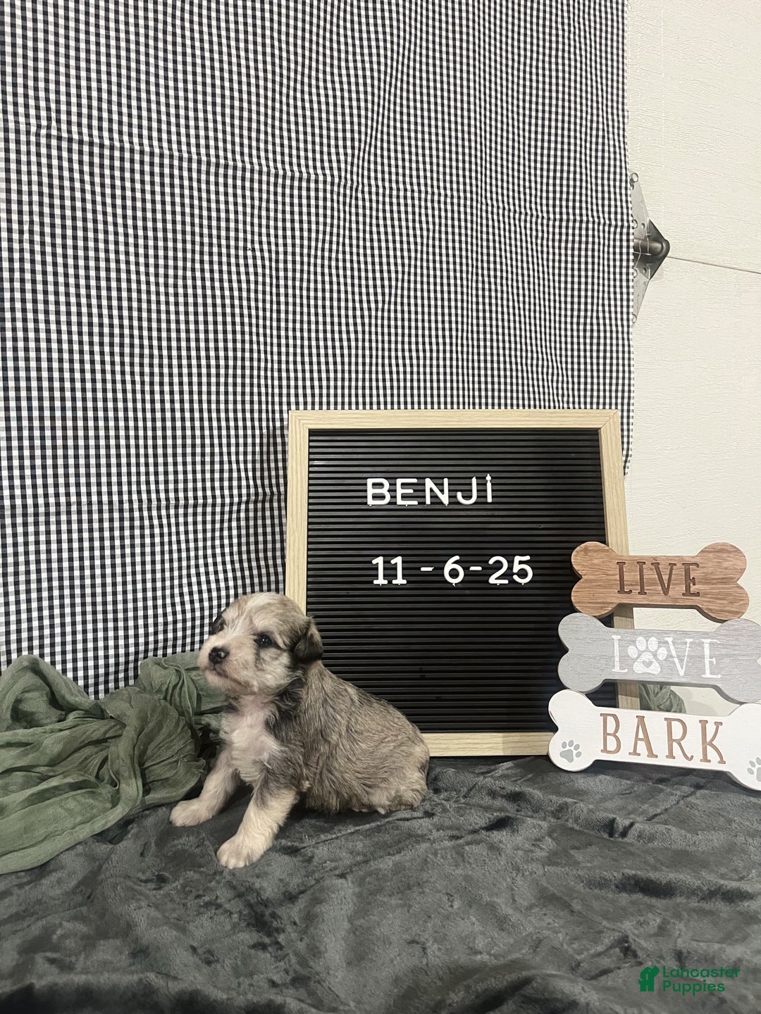 Standard Schnauzer dogs for sale: Benji - Ad 3