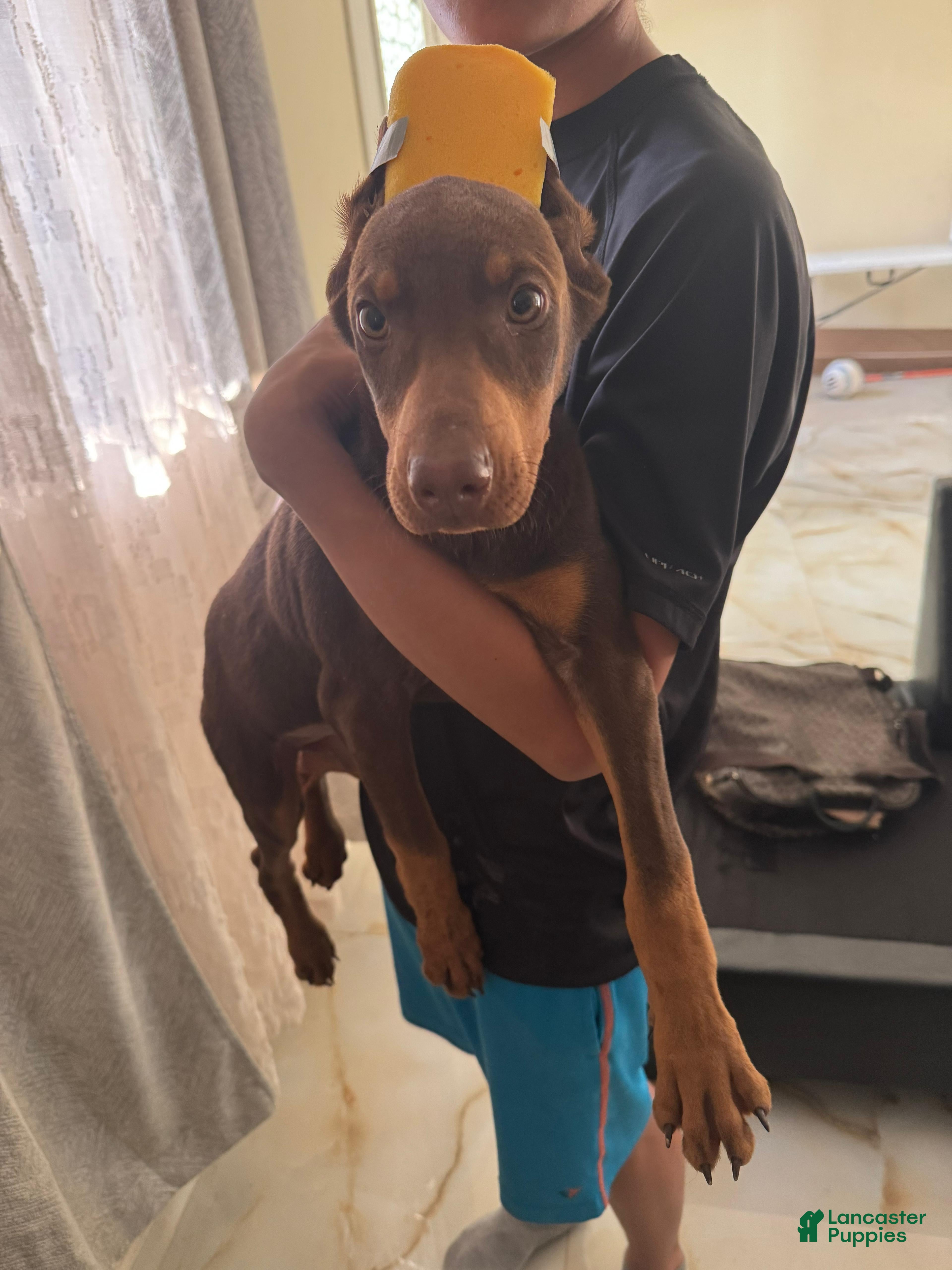 Doberman Pinscher dogs Doberman Pinscher Puppy 1 - Ad 1
