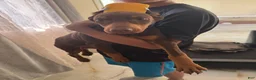 Doberman Pinscher dogs for sale: Doberman Pinscher Puppy 1 - Ad 1