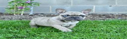 French Bulldog dogs for sale: Coconut - Ad 3