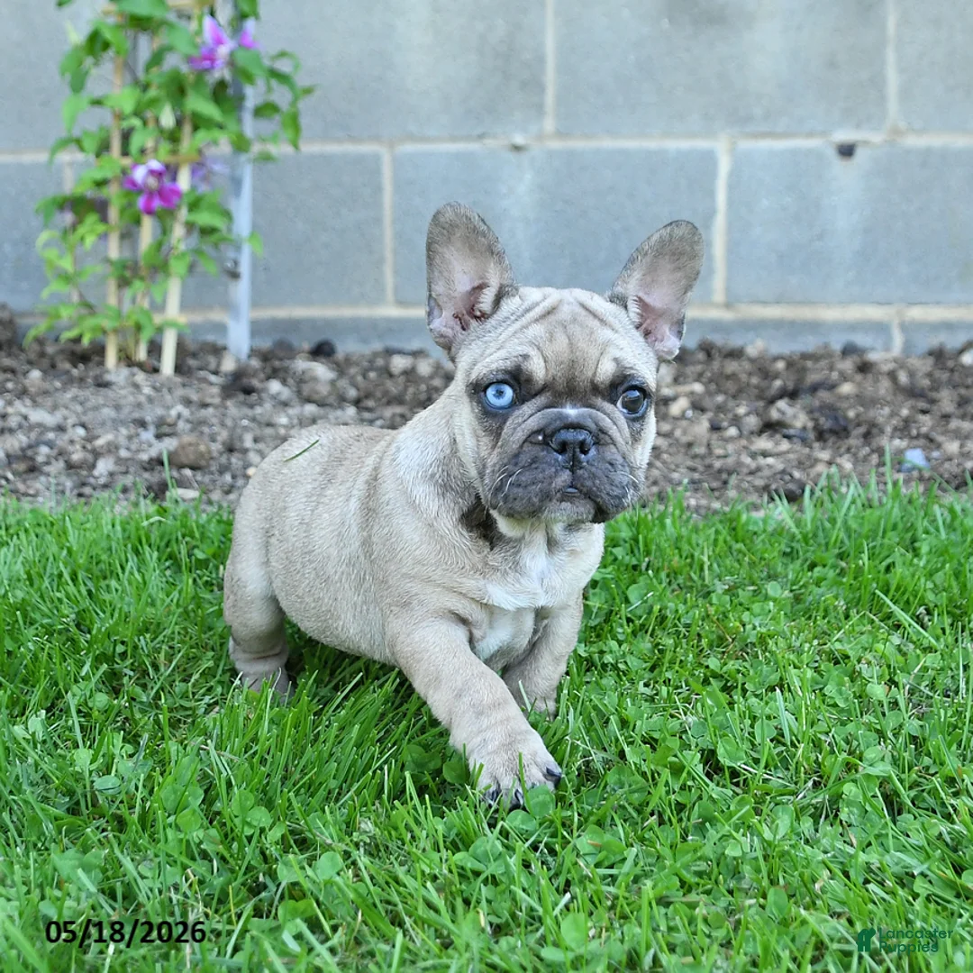 French Bulldog dogs for sale: Coconut - Ad 3