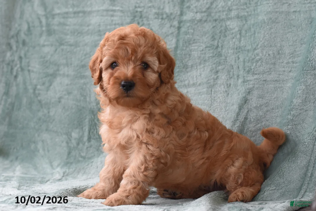 Cockapoo dogs for sale: Molly - Ad 2