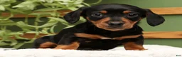 Miniature Dachshund dogs for sale: Sammy - Ad 2