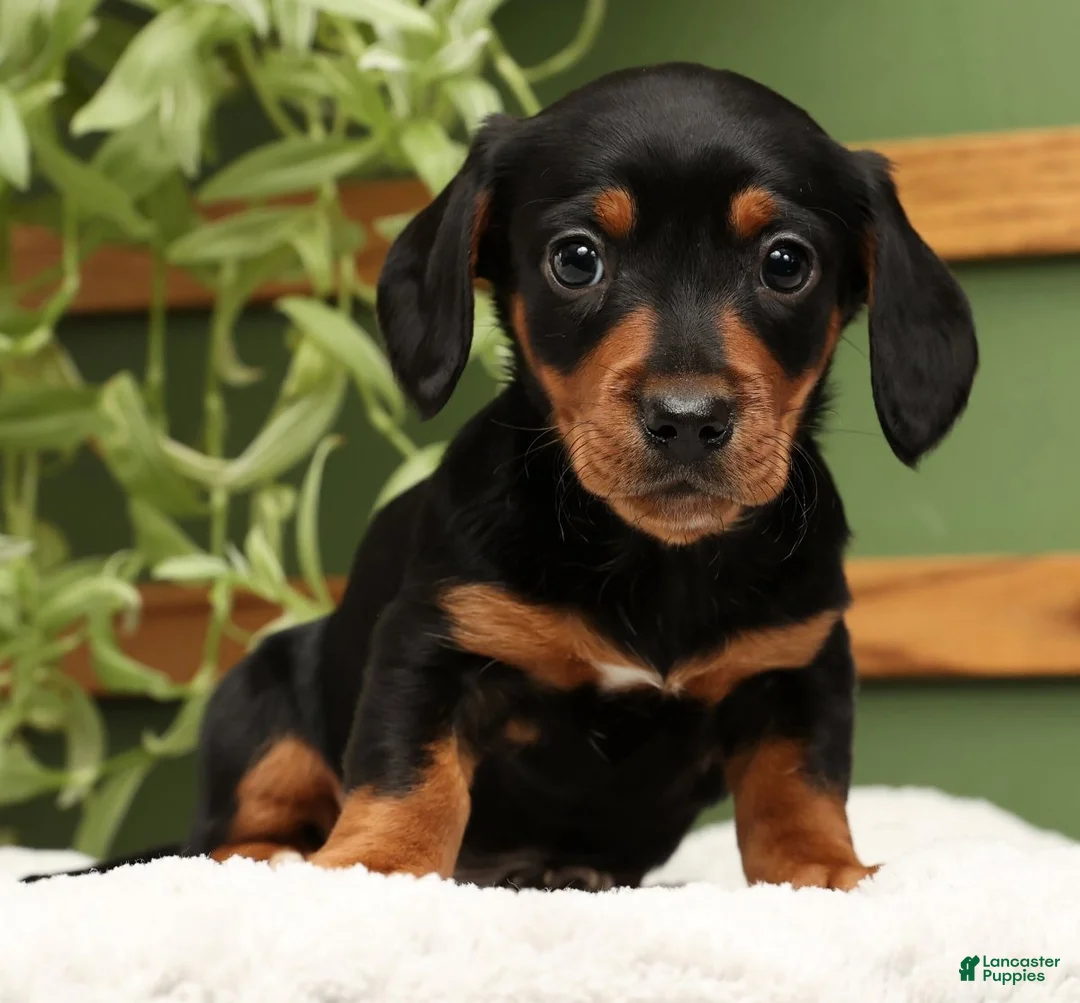 Miniature Dachshund dogs for sale: Sammy - Ad 2