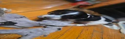 Miniature Dachshund dogs for sale: Miniature Dachshund 4 - Ad 17