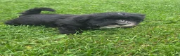Mixed Breed dogs for sale: Mixed Breed Male 3 - Ad 2