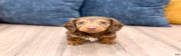 Miniature Dachshund dogs for sale: Jackson - Ad 1