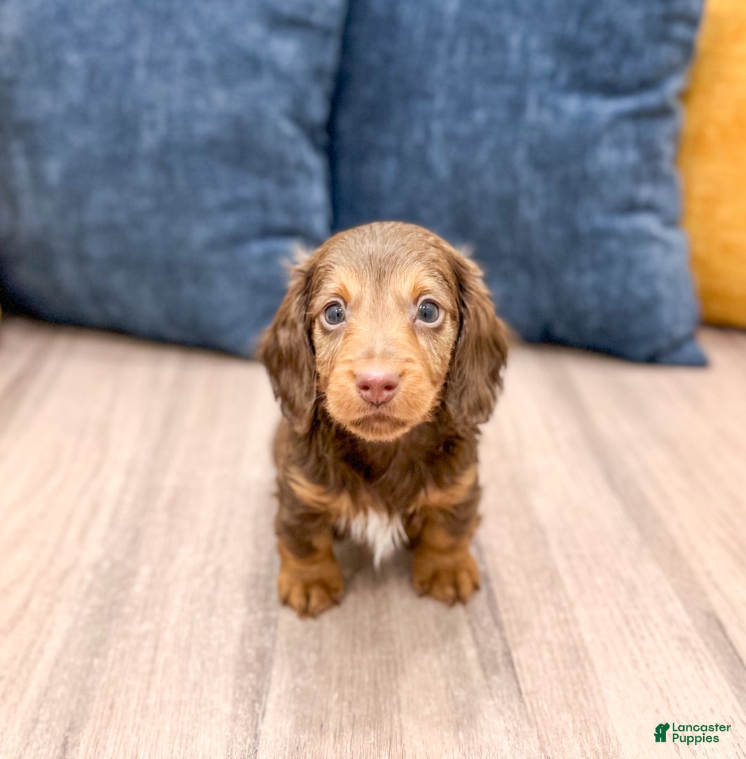 Miniature Dachshund dogs for sale: Jackson - Ad 1