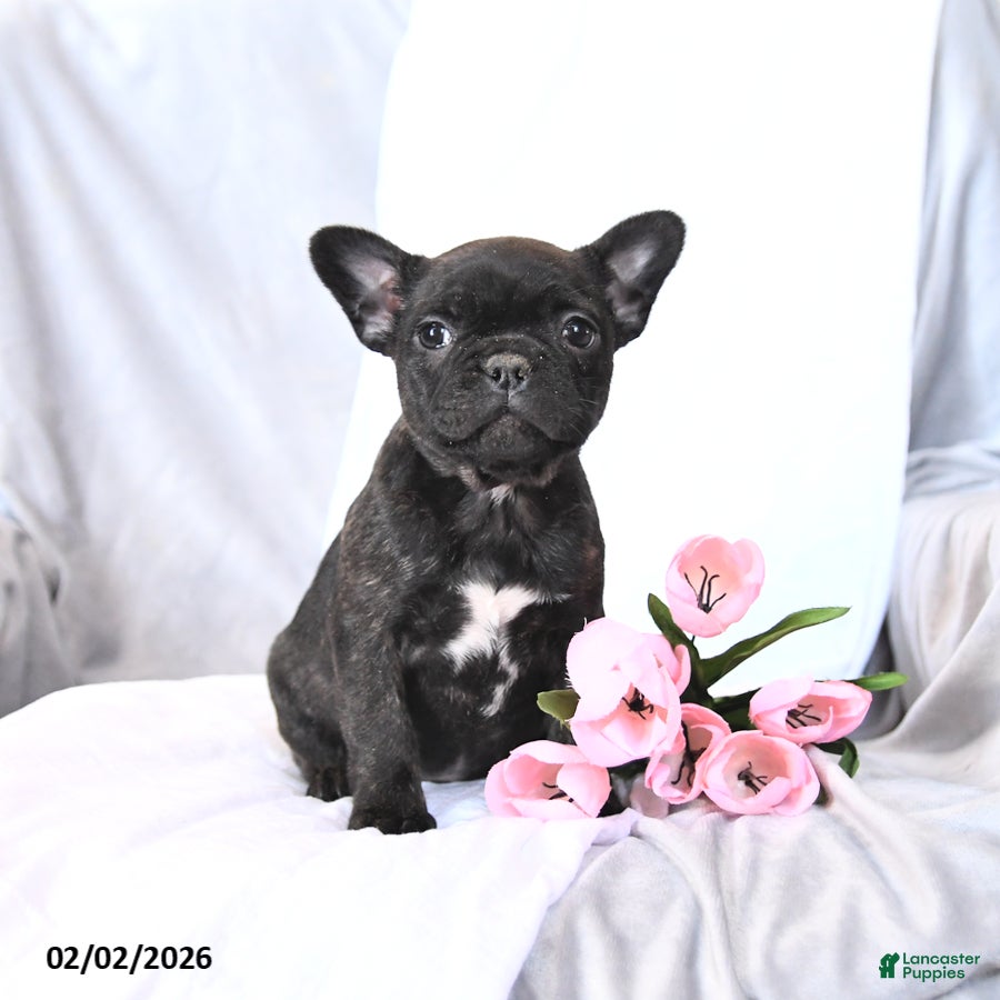 Frenchton dogs Sugar - Ad 2