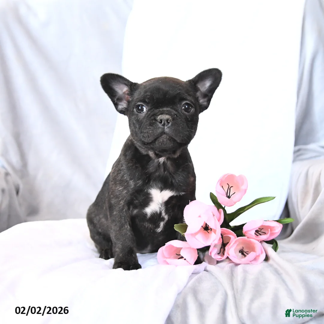 Frenchton dogs for sale: Sugar - Ad 2