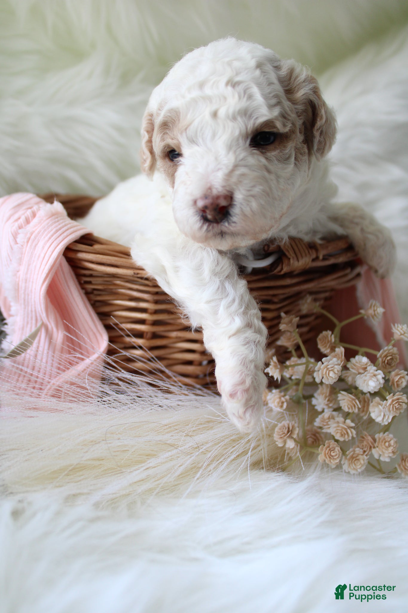 Bichpoo dogs for sale: Sage - Ad 1