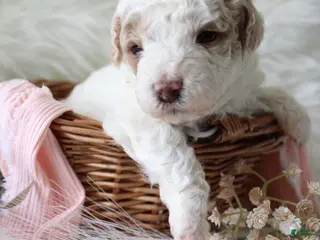 Bichpoo dogs for sale: Sage - Ad 1