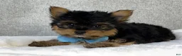 Yorkshire Terrier dogs for sale: Chico - Ad 5