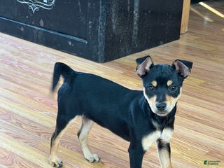 Rat Terrier dogs Lexi - Ad 6