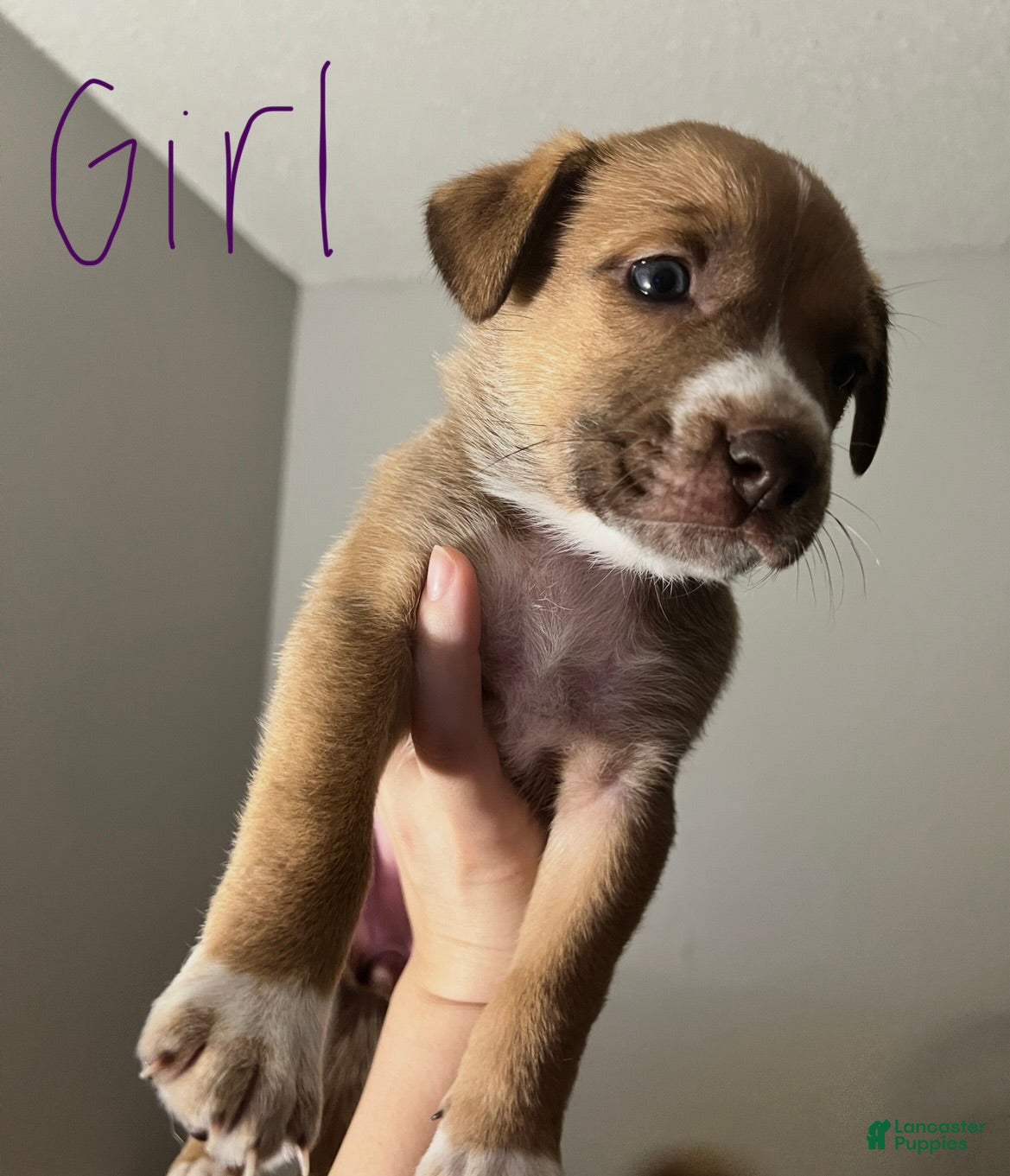 Mixed Breed dogs Odessa - Ad 14