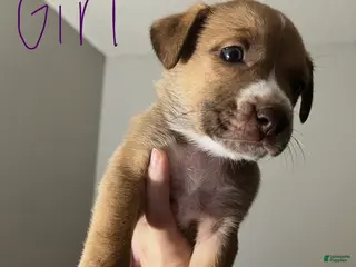 Mixed Breed dogs Odessa - Ad 14