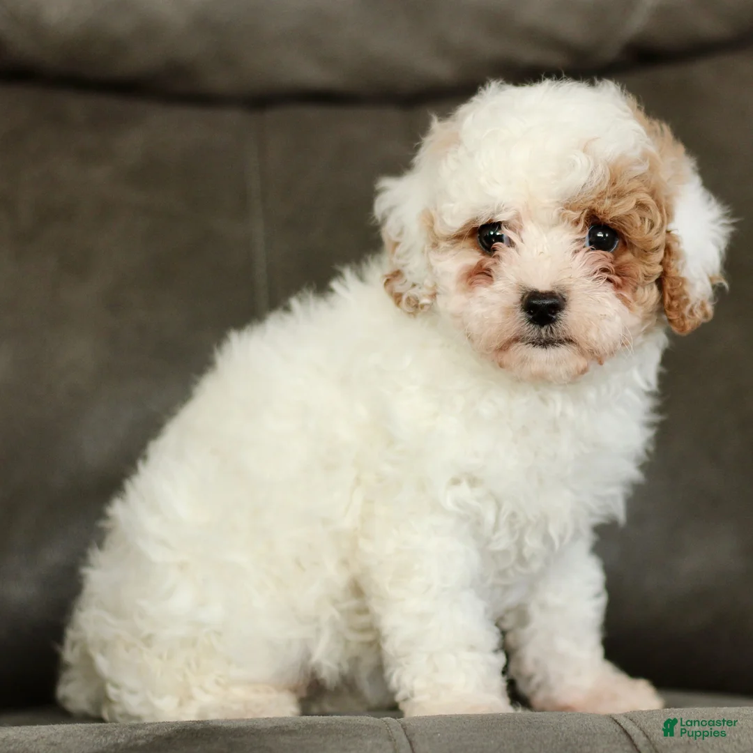 Cavapoo dogs for sale: Snowball  - Ad 1