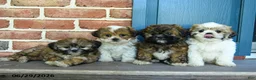 Teddy Bear dogs for sale: Sonya - Ad 2