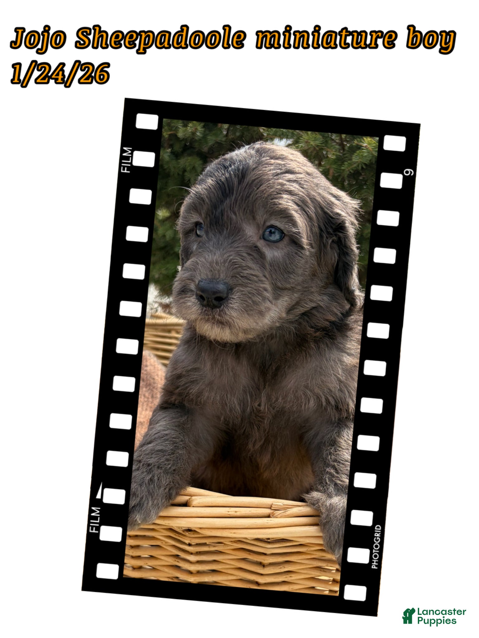 Sheepadoodle dogs Jojo - Ad 28