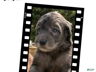 Sheepadoodle dogs Jojo - Ad 28