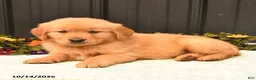 Golden Retriever dogs for sale: Blake - Ad 3
