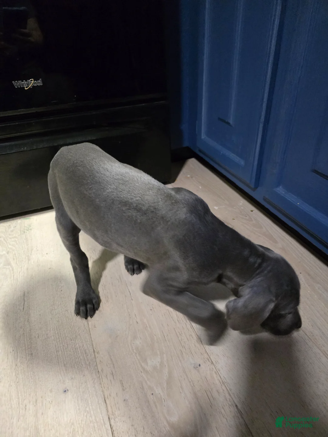 Great Dane dogs for sale: Great Dane Puppy 1 - Ad 2