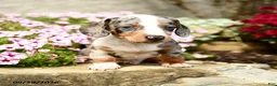 Dachshund dogs for sale: Demmy - Ad 4