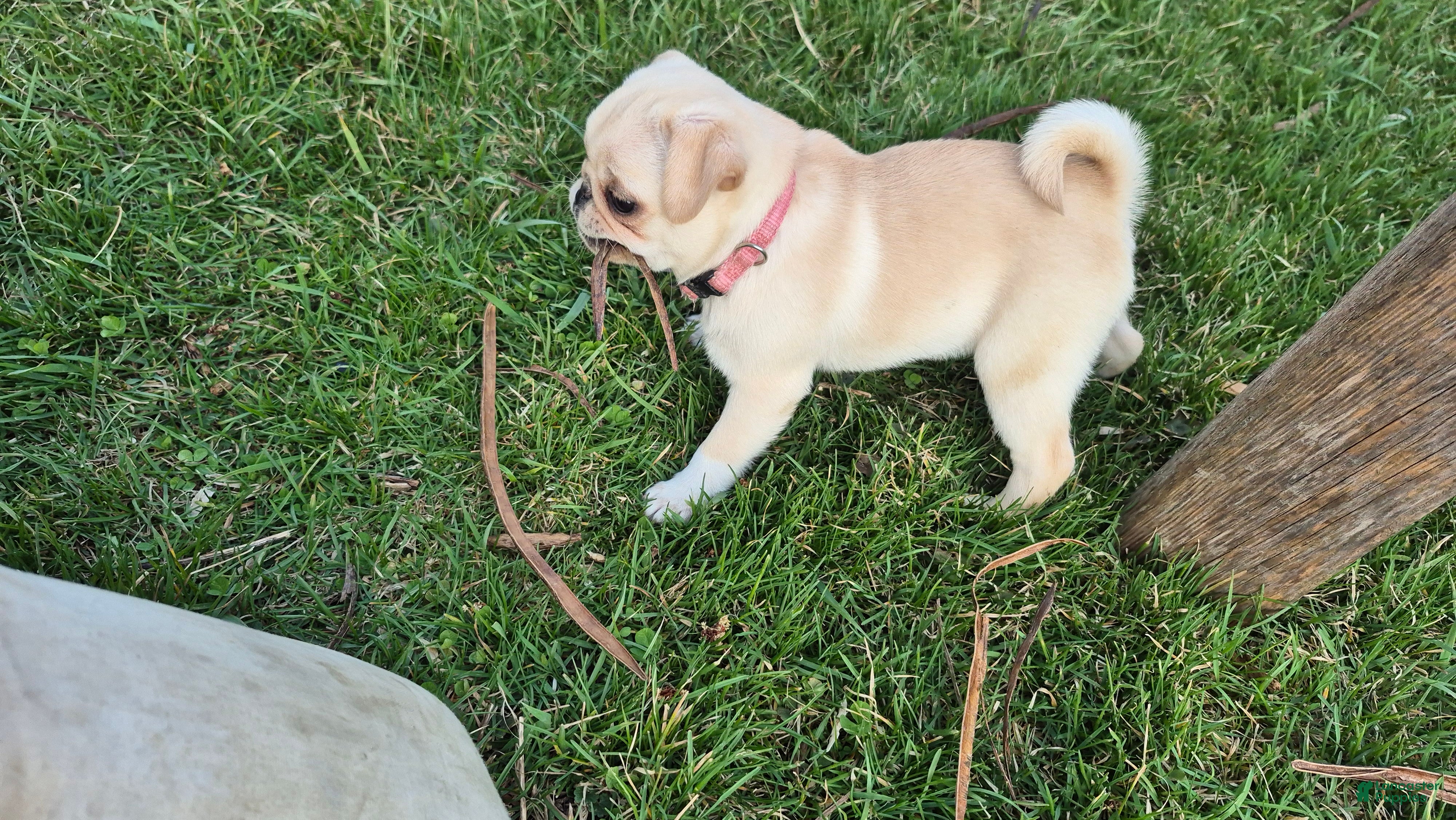 Pug dogs Blaire - Ad 1