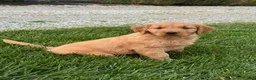 Golden Retriever dogs for sale: Remi - Ad 2